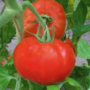 Полонез F1 - насіння томату детермінантного, 5 г, Bejo (Бейо), Голландія фото, цiна